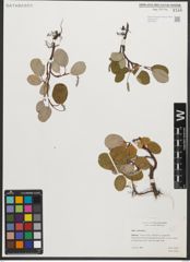 Foto von Salix reticulata L.